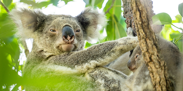 RSPCA Wildlife Eumundi Rehabilitation Centre - Koala